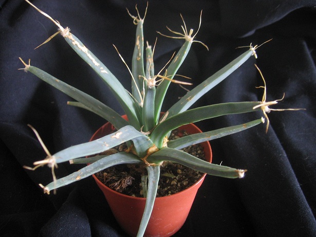 Leuchtenbergia principis 