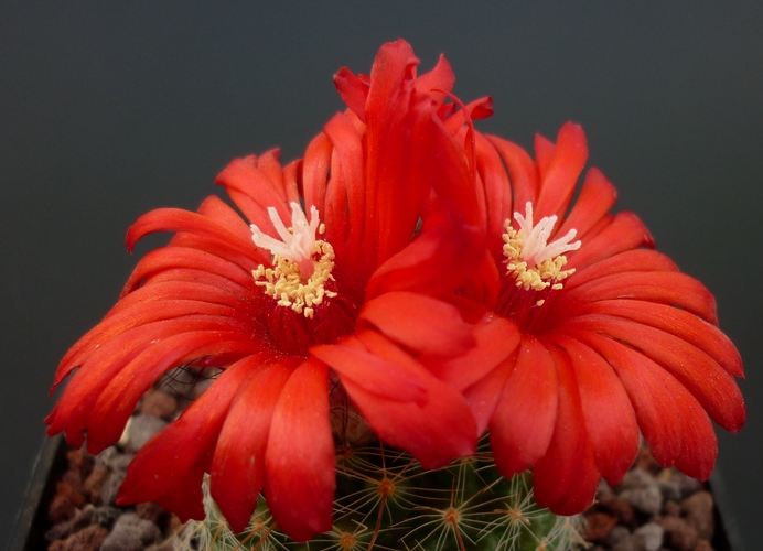 parodia sanguiniflora