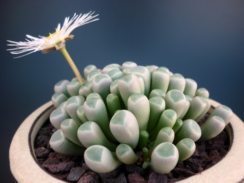 Fenestraria rhopalophylla 