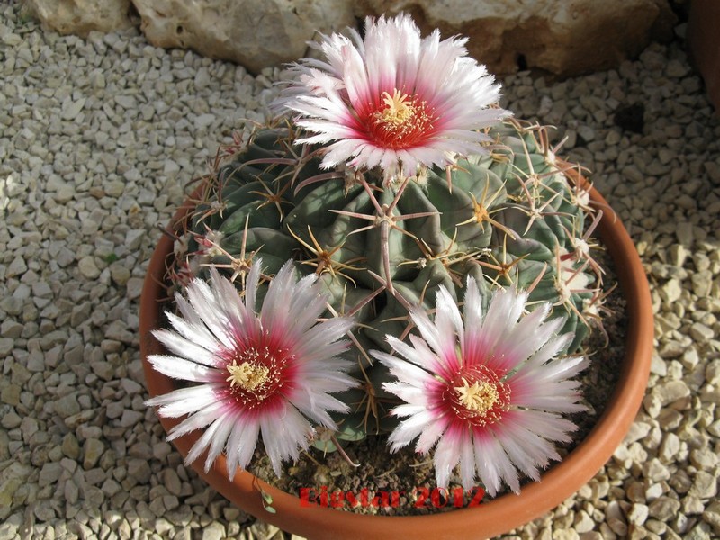 Echinocactus texensis 