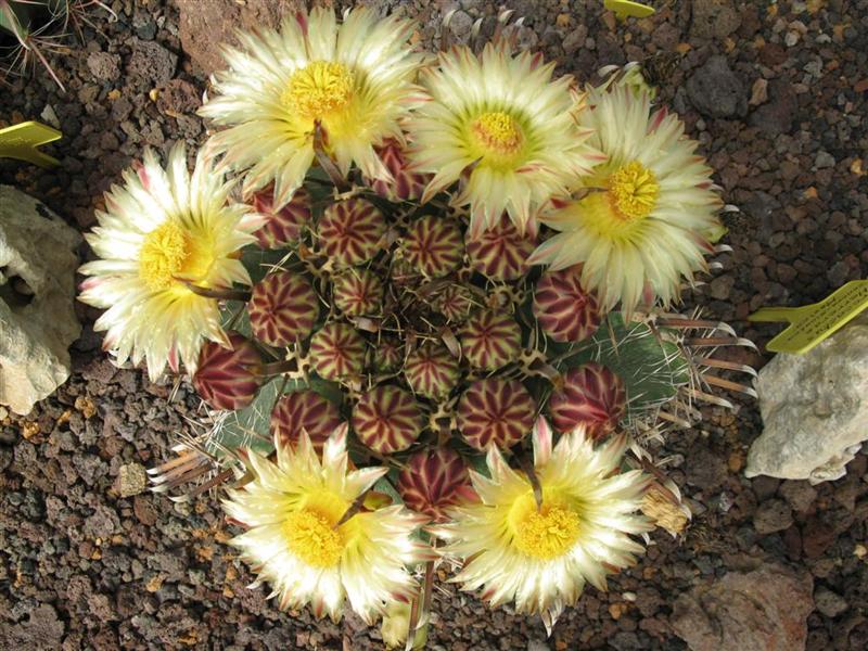 Ferocactus herrerae 