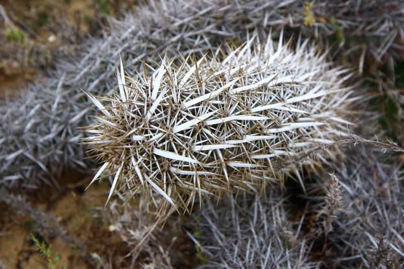 Machaerocereus eruca 