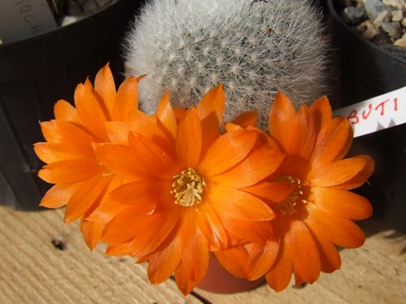Rebutia muscola 