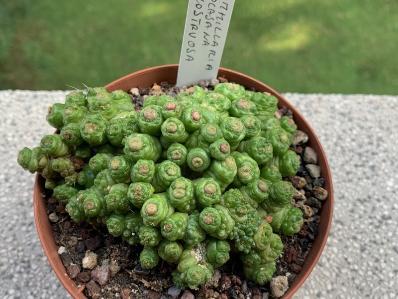 Mammillaria bocasana cv. fred 