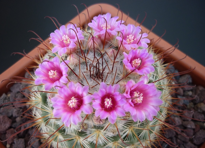 Mammillaria bombycina 