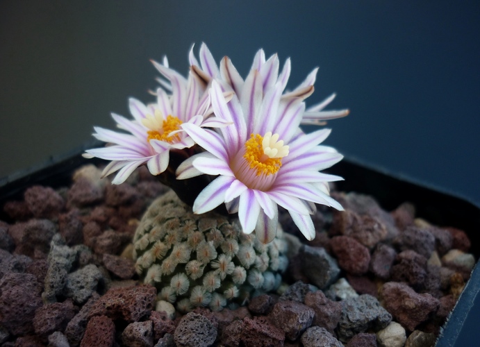 Turbinicarpus valdezianus 