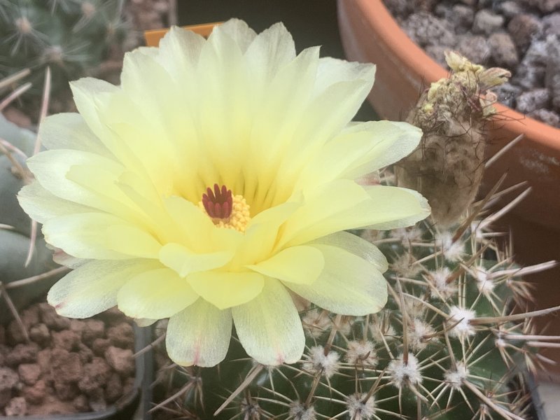 Notocactus mammulosus 