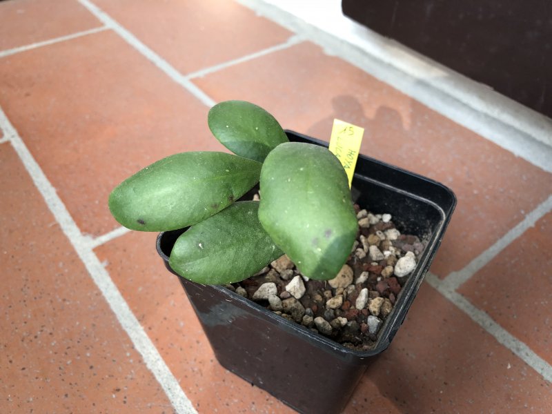 Hoya lucardenasiana 