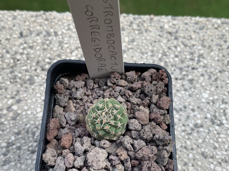 Strombocactus corregidorae 