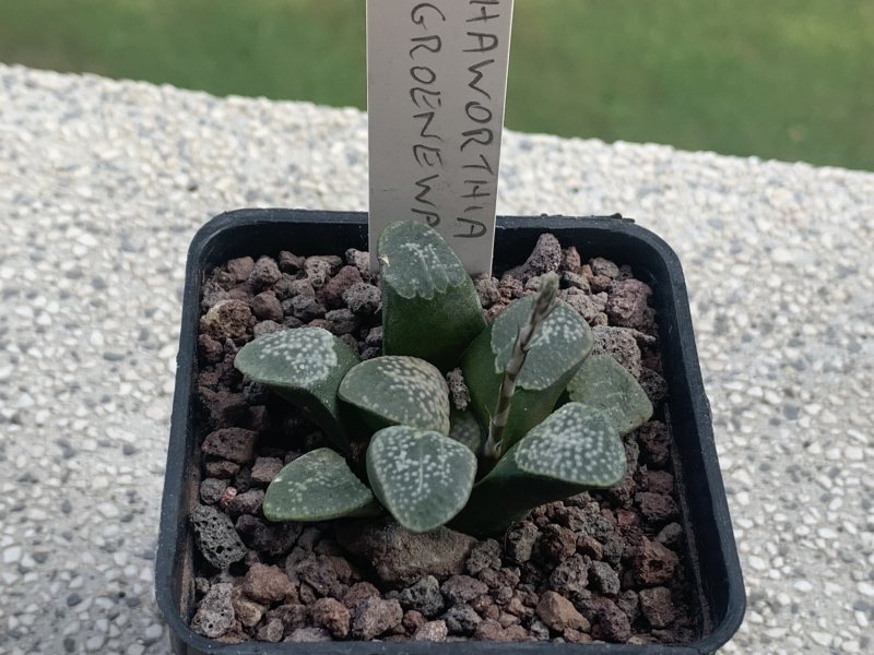 Haworthia groenewaldii 