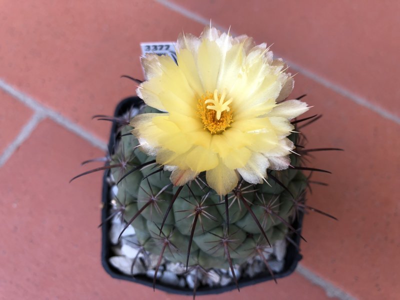 Coryphantha longicornis SB538