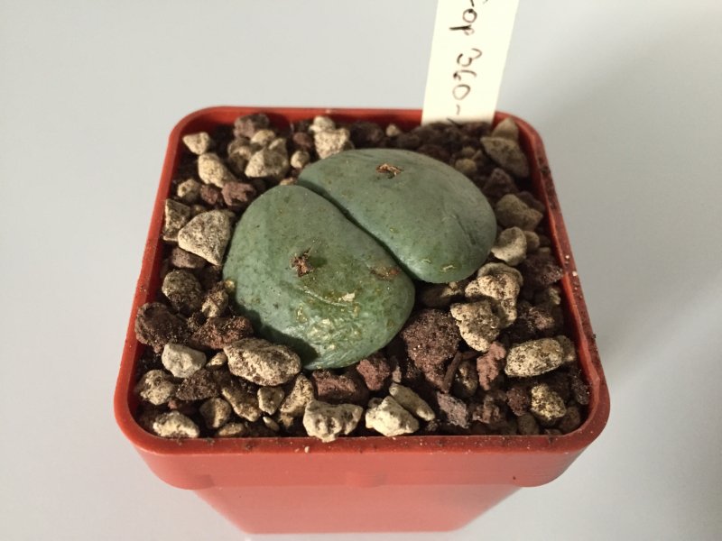 Conophytum wettsteinii 