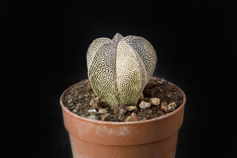 Astrophytum myriostigma cv. onzuka 