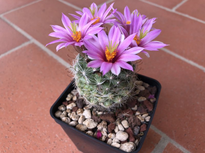 Mammillaria boolii 