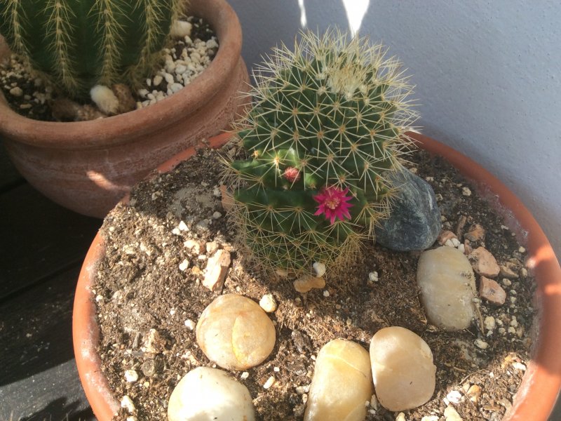 mammillaria backebergiana ssp. ernestii