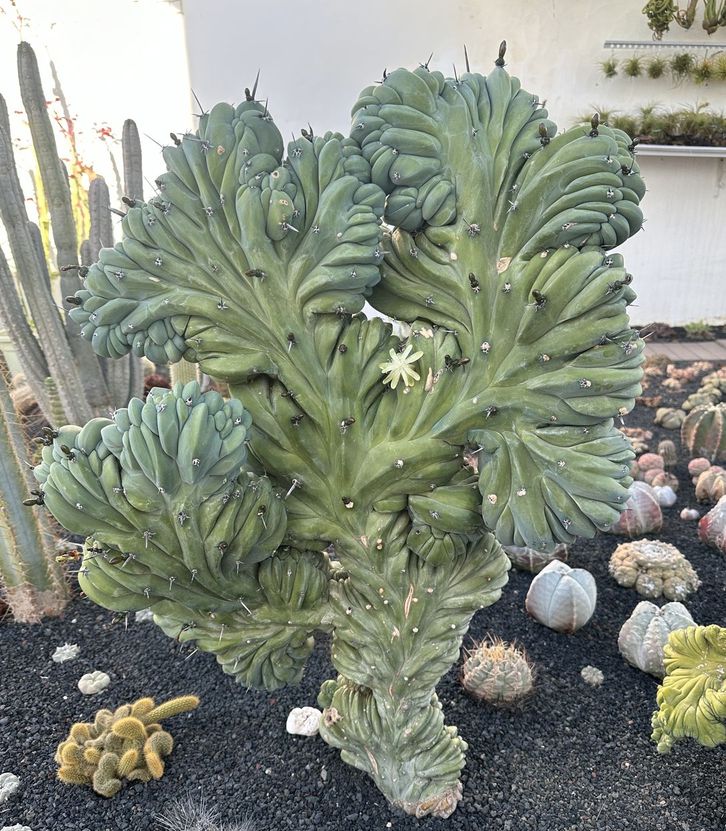 myrtillocactus geometrizans f. cristatus