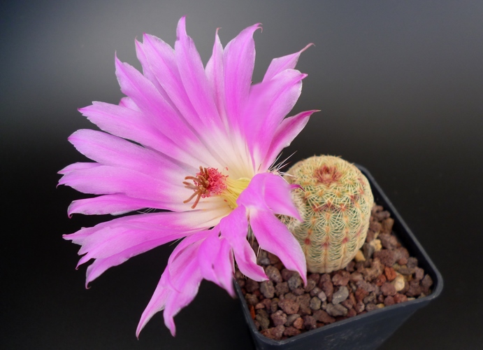 Echinocereus  rigidissimus 