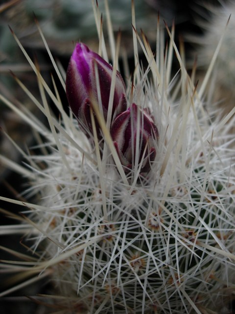 Thelocactus conothelos v. argenteus SB311