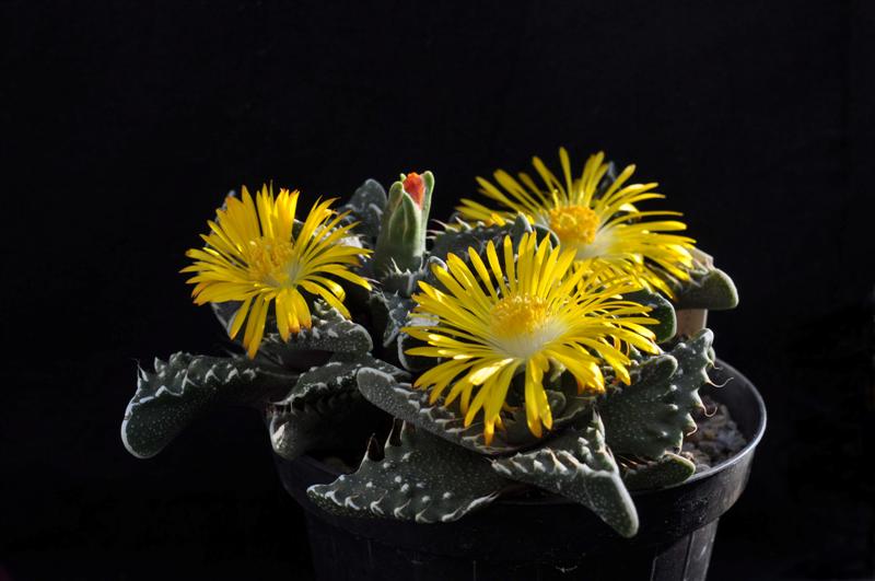 Faucaria tigrina 
