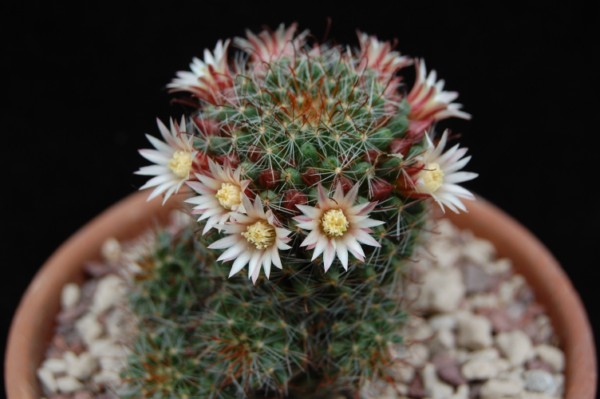 Mammillaria fittkaui 