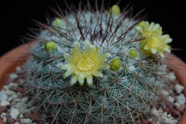 Mammillaria cobrensis ROG 642