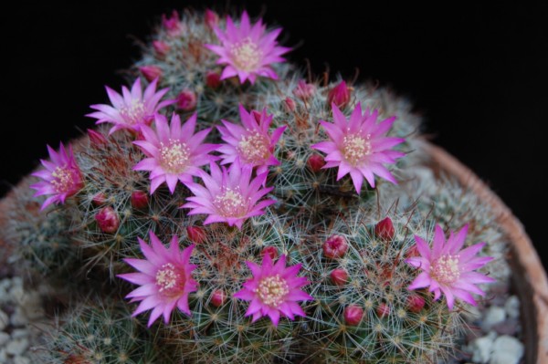 Mammillaria zeilmanniana 