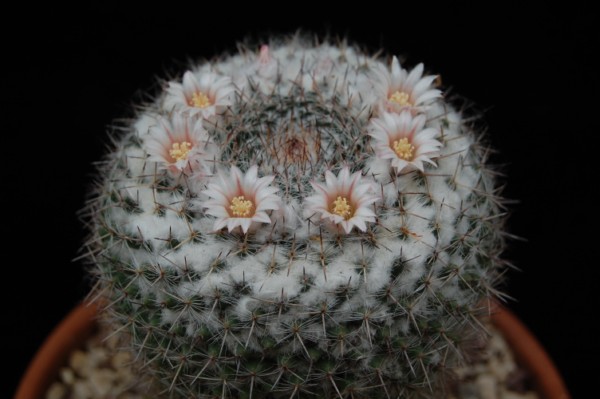 Mammillaria chionocephala 