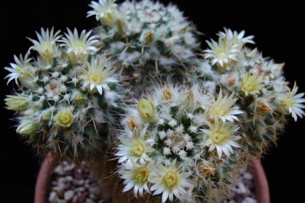 Mammillaria karwinskiana 