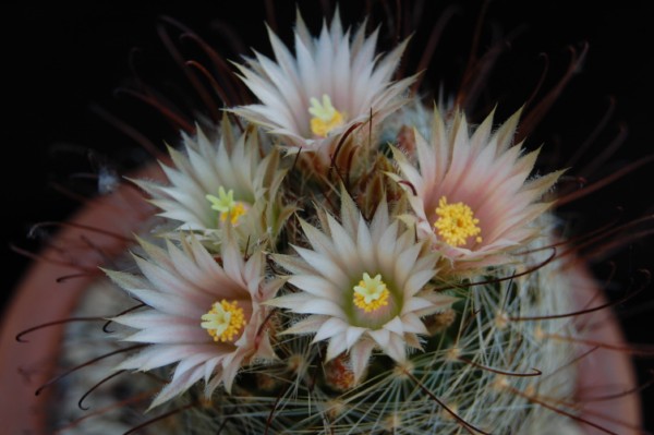 Mammillaria viridiflora SB 69