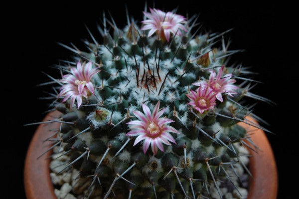 Mammillaria amajacensis 