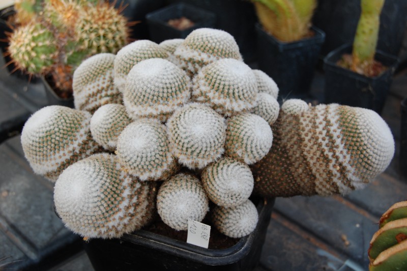 Mammillaria crucigera ssp. tlalocii 