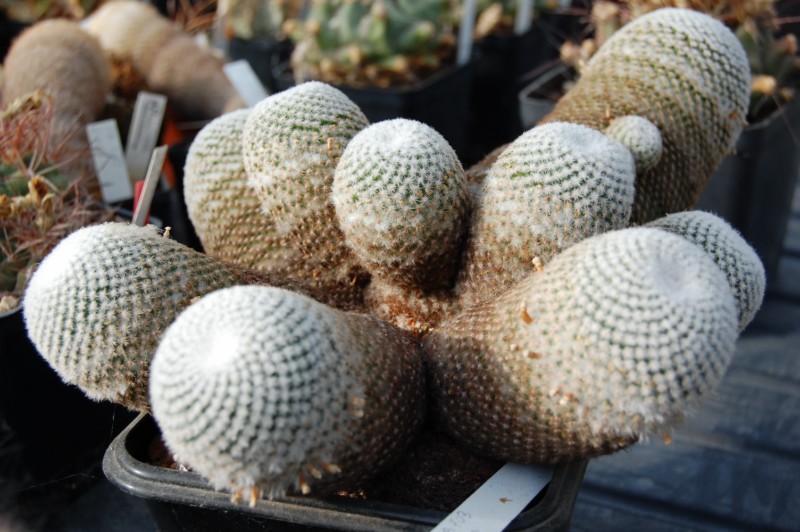 Mammillaria crucigera ssp. tlalocii 