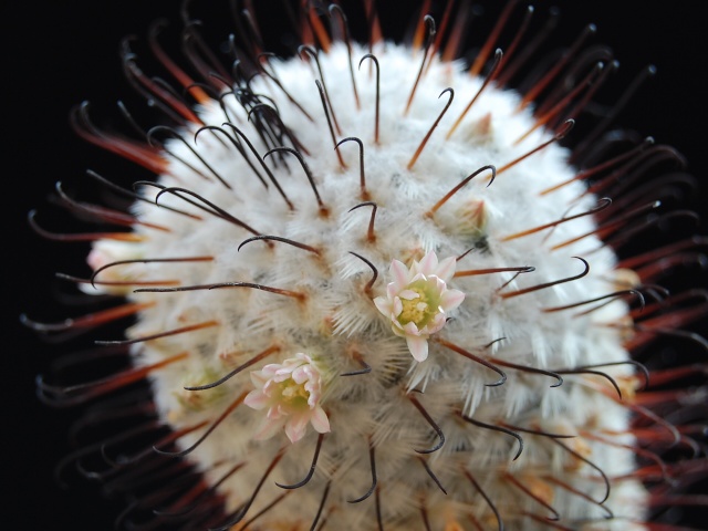 Mammillaria perezdelarosae 