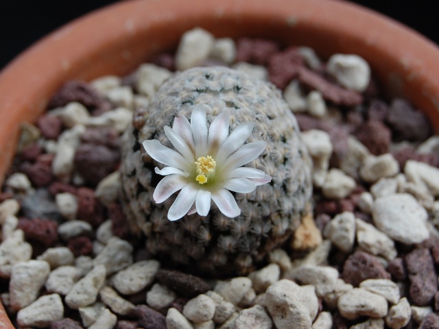 Mammillaria sanchez-mejoradae 