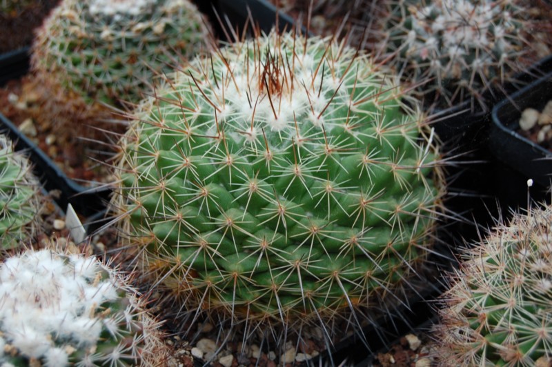 Mammillaria antesbergeriana LAU 1163