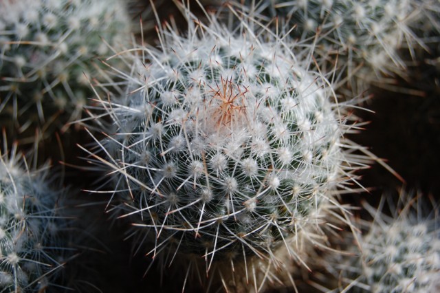 Mammillaria geminispina 