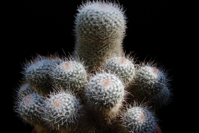 Mammillaria geminispina 