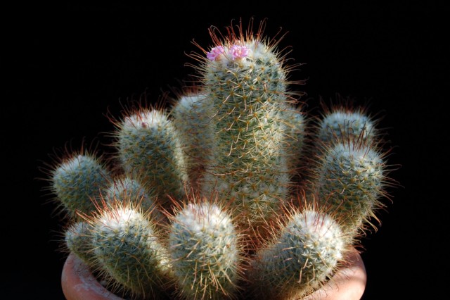 Mammillaria bombycina 