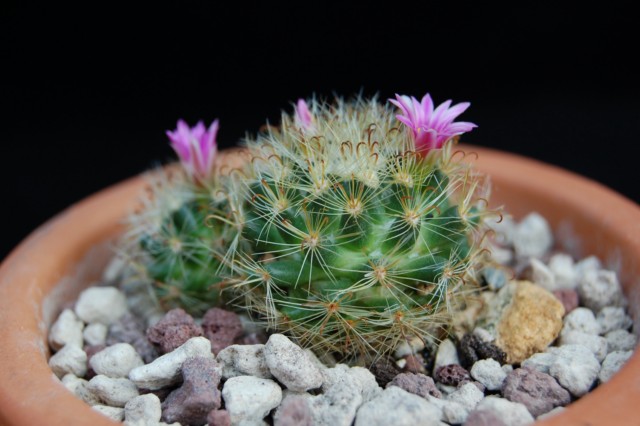 Mammillaria tepexicensis FO 177