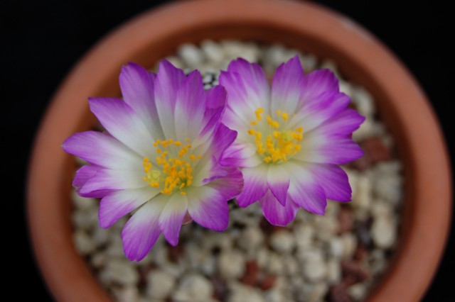 Mammillaria luethyi 