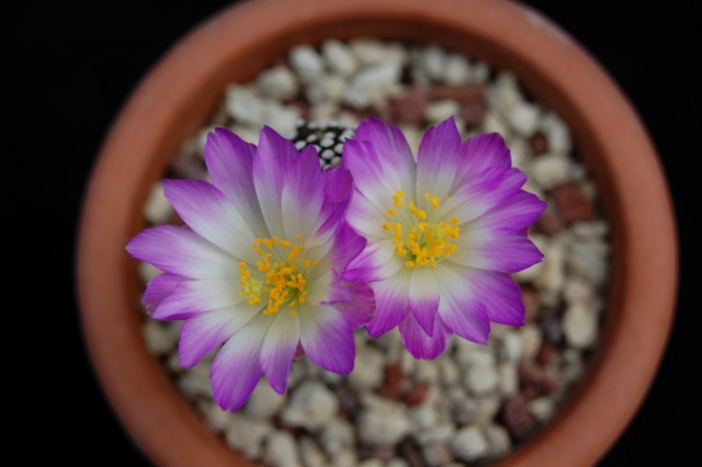 Mammillaria luethyi 