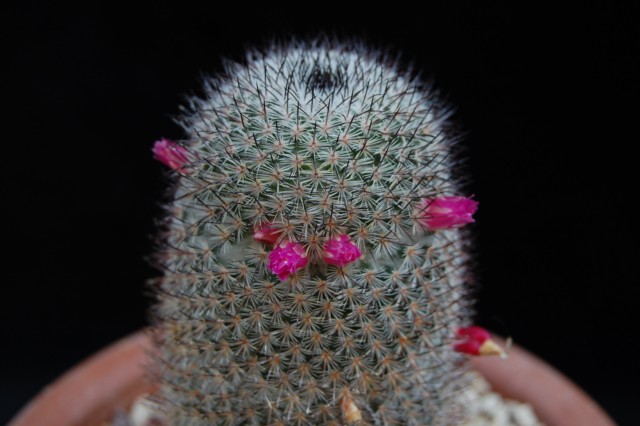 Mammillaria haageana ssp. schmollii FO 235