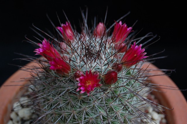 Mammillaria krasuckae 