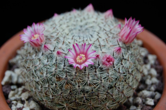 Mammillaria sp. ROG 326