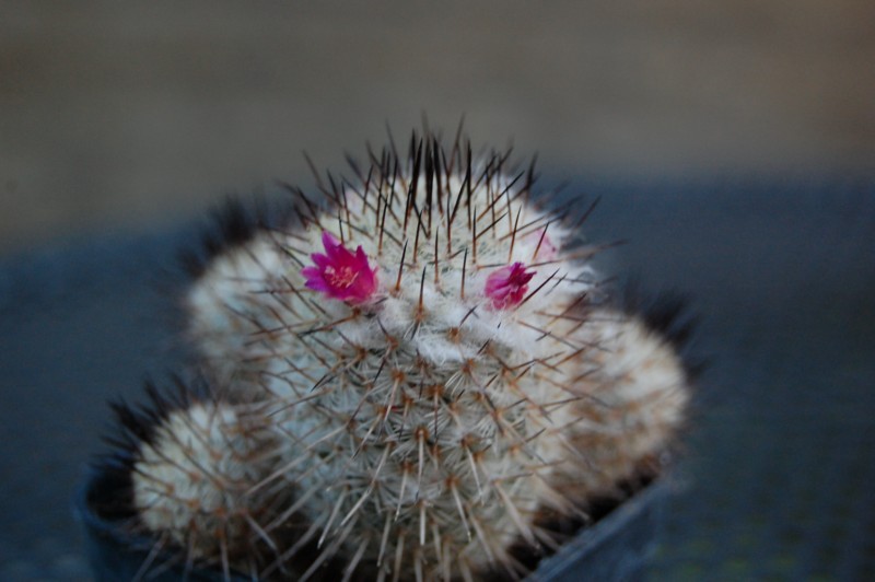 Mammillaria meissneri 