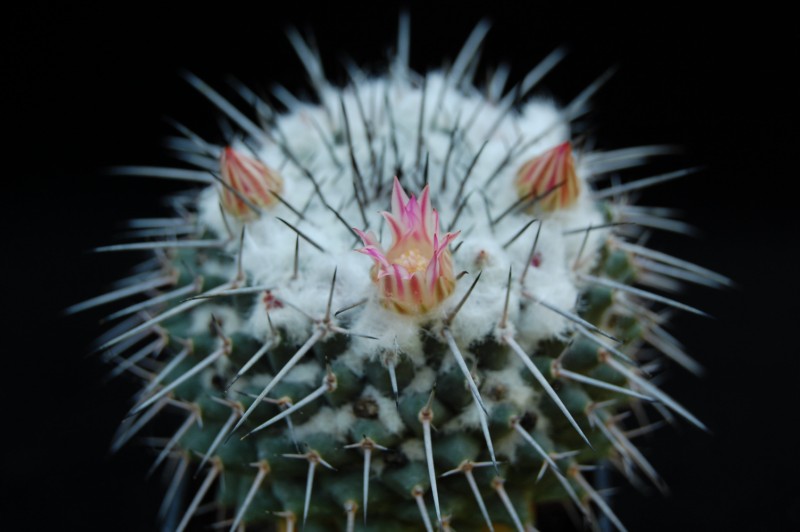 Mammillaria amajacensis 