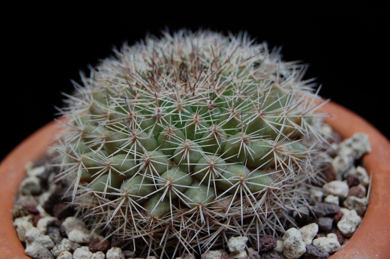 Mammillaria miegiana 
