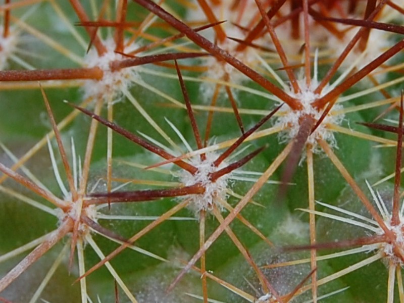 Mammillaria canelensis 