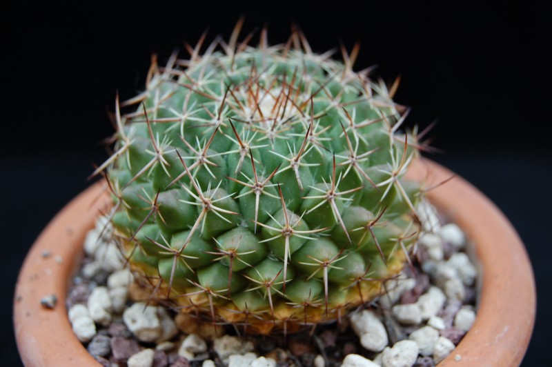 Mammillaria casoi ROG 374