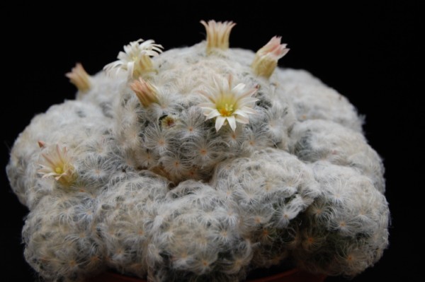 Mammillaria plumosa 